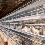 Poultry equipment solutions for 10,000 layers
