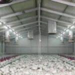 Automatic Floor Raising System for Poultry Broiler Chicken Farm
