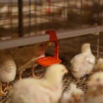 Nigeria 24,480 Birds H Type Broiler Cages Project
