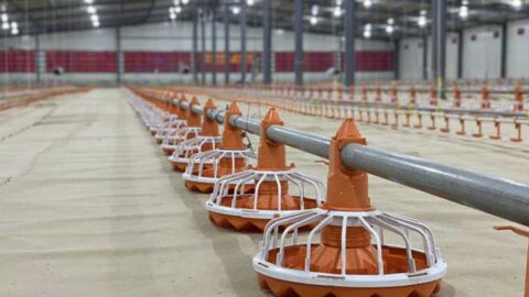 Broiler Farming Transformation in Zimbabwe: 30,000 Broiler Pan System ...
