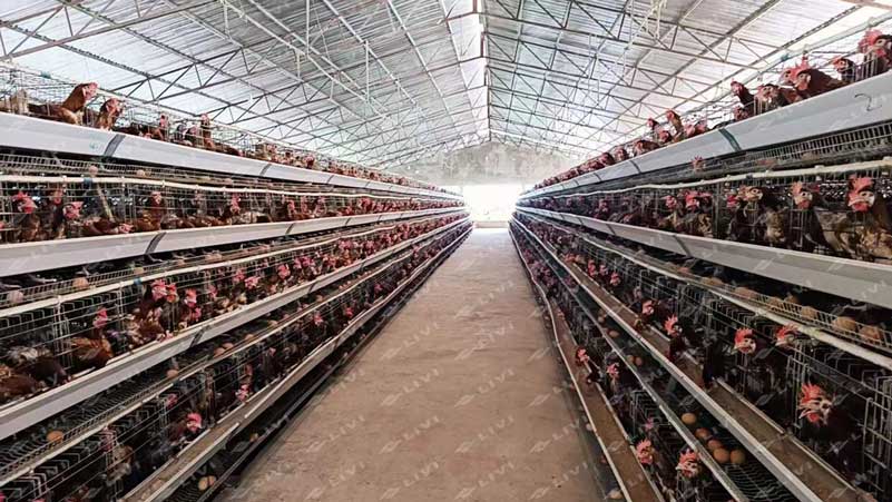 10000 birds poultry farm layer chicken cage for sale