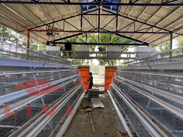 A type battery chicken cage for starting