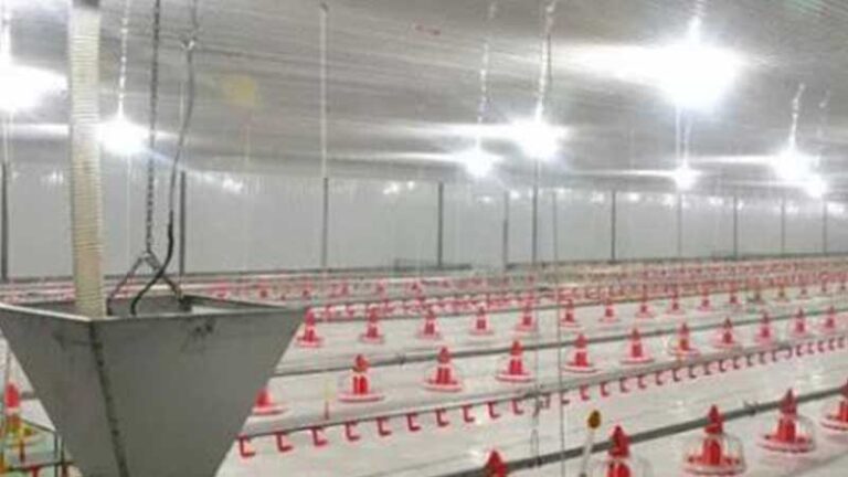 Broiler Farming Transformation in Zimbabwe: 30,000 Broiler Pan System ...