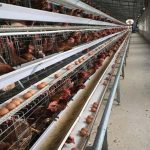 Put up poultry house chicken cages for 10000 birds in Zimbabwe