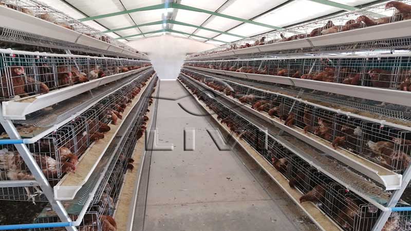20000 A type layer battery cage system