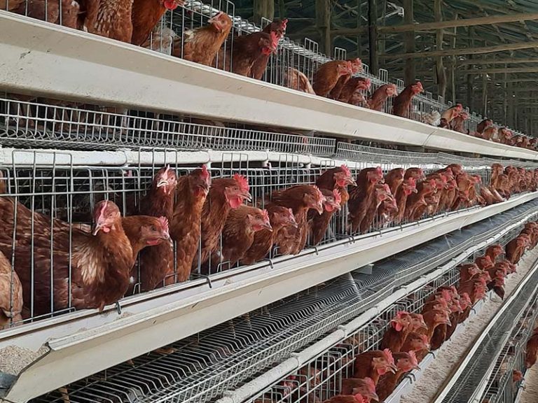 15000 chicken poultry farm layer raising cages in Zambia - Poultry ...