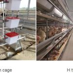 Difference between A-type chicken cage and H-type chicken cage