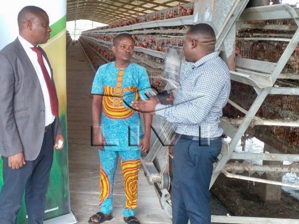 10000 birds chicken cages in poultry farming
