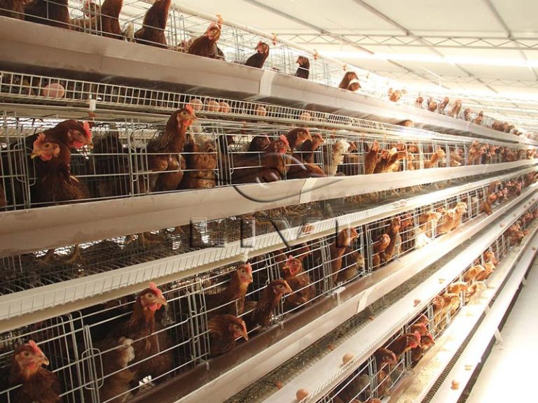 Commercial poultry farming equipment chicken cages price Poultry