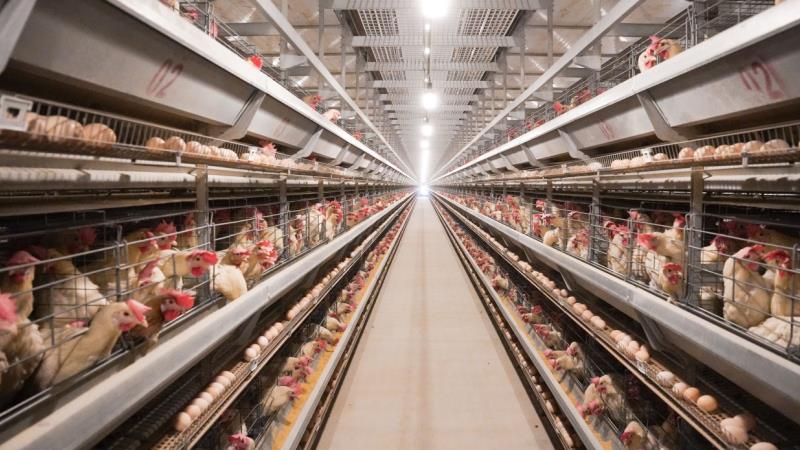 automatic chicken raising equipment for sale