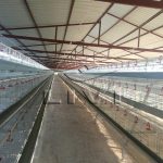 How much are battery cage for layer chicken in Kwacha？