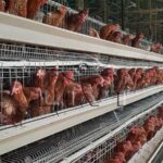 Start a Poultry Farm Using Battery Layer Chicken Cages