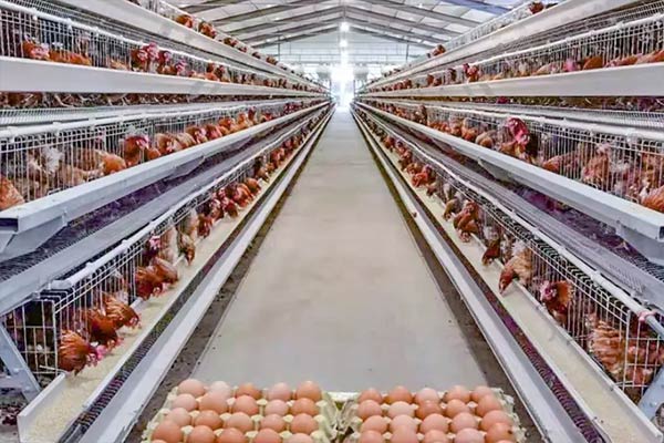 A type layer chicken cage for 10000 birds