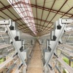 Offer for Automatic Chicken Cages for Layers