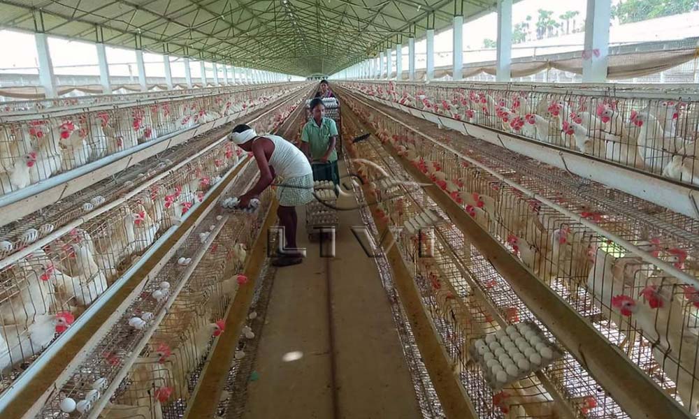 poultry farming industry A type layer cage