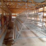 Battery cage system for 15000 laying birds