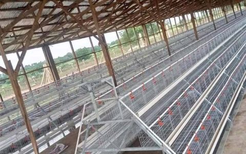 How to Set Up a Battery Cage System in Poultry Farming Step by Step ...
