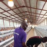 Zambia poultry house design chicken cage for 10000 birds