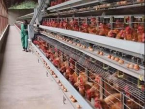 Modern Chicken Farm Cages for Sale Poultry Farming in South Africa ...