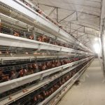Complete Guide to Poultry Equipment in Zambia