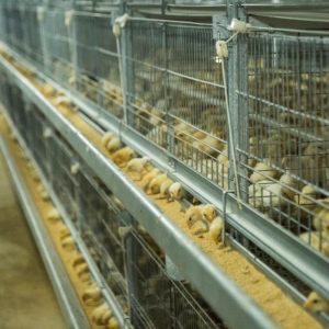 brooder cages for sale
