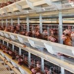 Full Automatic 30,000-Layer Poultry Farm H-Type Chicken Cages
