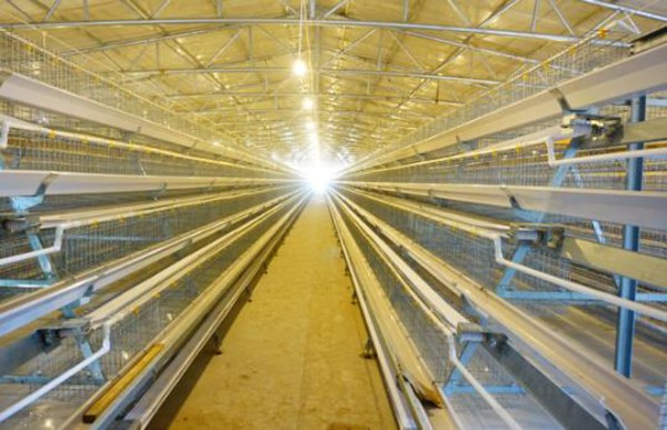 best price battery chicken cage