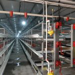 Poultry Farming Equipment Automatic Feeding and Drinking Line System