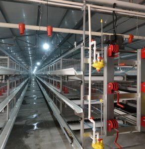 broiler chicken cage for sale