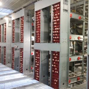 automatic egg collection system in chicken farming