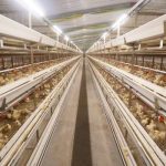 Reliable Chicken Brooder Cage to boost the poultry farming business