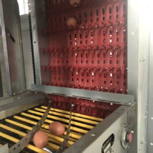 Automatic egg collection machine operating in a modern poultry farm