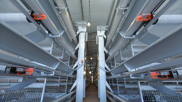30k commercial layer cages price