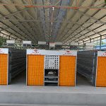 Poultry Cage Layout for 20,000 Layers in Uganda | A-Type Layer Cage Design Solution