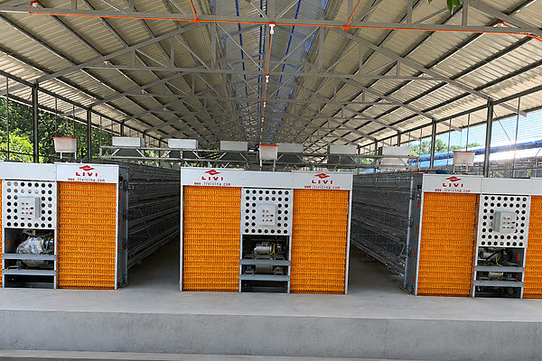 poultry cage layout for 20,000 layers