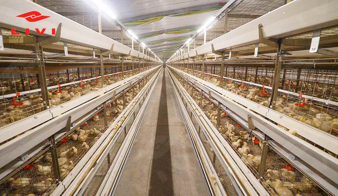 LIVI poultry farming equipment installed in a commercial poultry house