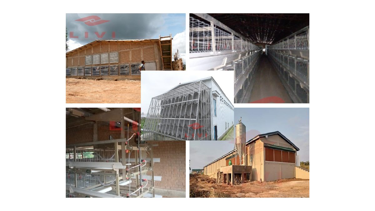 LIVI large commercial poultry farm project