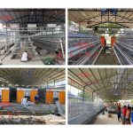 What Equipment Do I Need to Start a 10,000-Layer Farm in Nigeria?