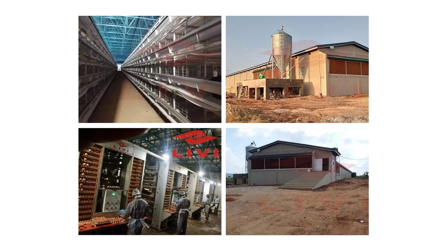 50000 layer H-type cage poultry project in Ghana