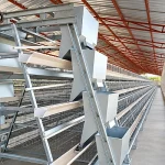 Which Battery Cage System Is Best for 10,000, 20,000 or 50,000 Layers in Nigeria?