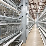 A-type vs H-type layer cages—which is better for 20,000 layers in Ghana?