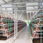 Nigeria Layer Farm Design | 10K, 20K & 50K Standard Solutions