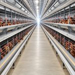 What Equipment Is Needed for 20,000-Layer Farm in Tanzania?