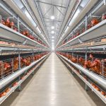 How Much Does a 30,000-Layer Automatic Poultry Farm Cost?