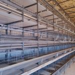 Should You Choose the Layer Cage Before Building the Poultry House?