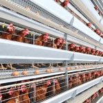 How Much Does a 50,000-Layer Automatic Poultry Farm Equipment Package Cost?