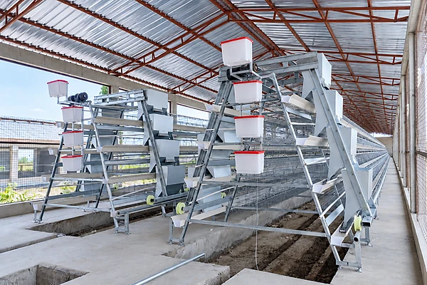 A-Type Layer Cage