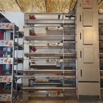 What Should a Buyer Know About 50,000 Layer Farm Equipment? | H-Type Cage System